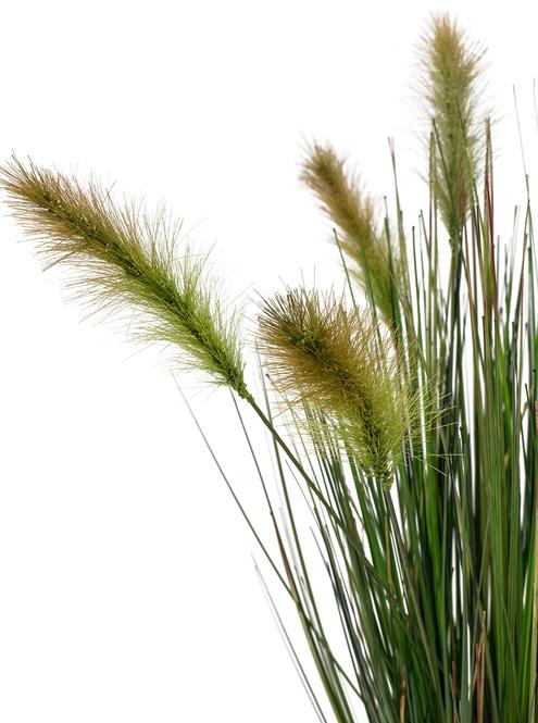 Foxtail Gressplante 90cm