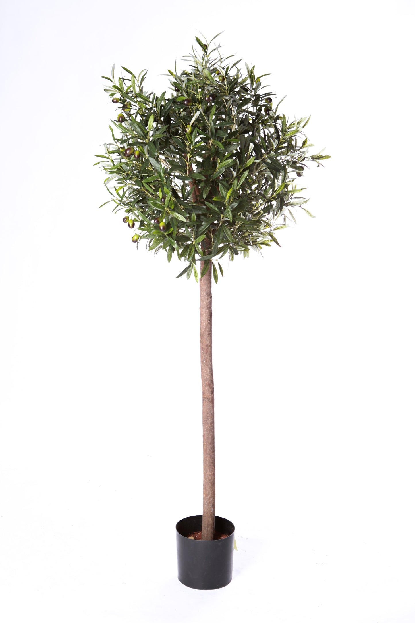 Oliventre i potte 125 CM