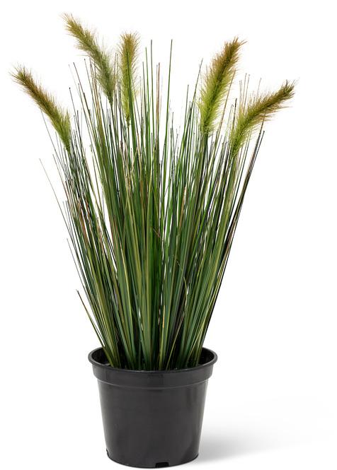 Foxtail Gressplante 60cm