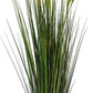 Foxtail Gressplante 120cm