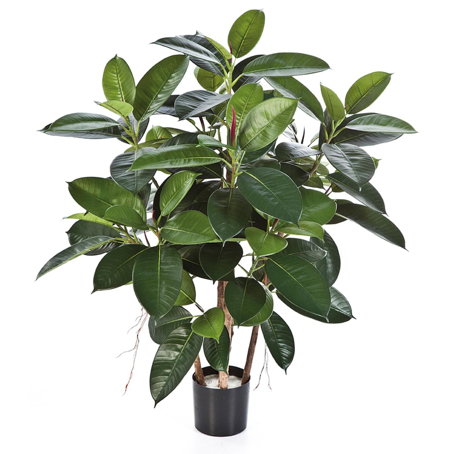 Ficus Elastica Plante 90cm
