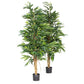 Langifolia Treplante 150cm