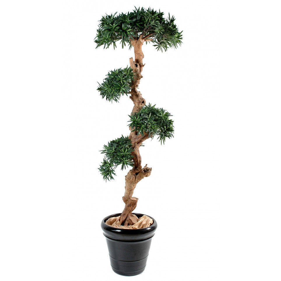 Podocarpus Bonsai 120cm